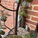 Aeonium Stem Plant Support