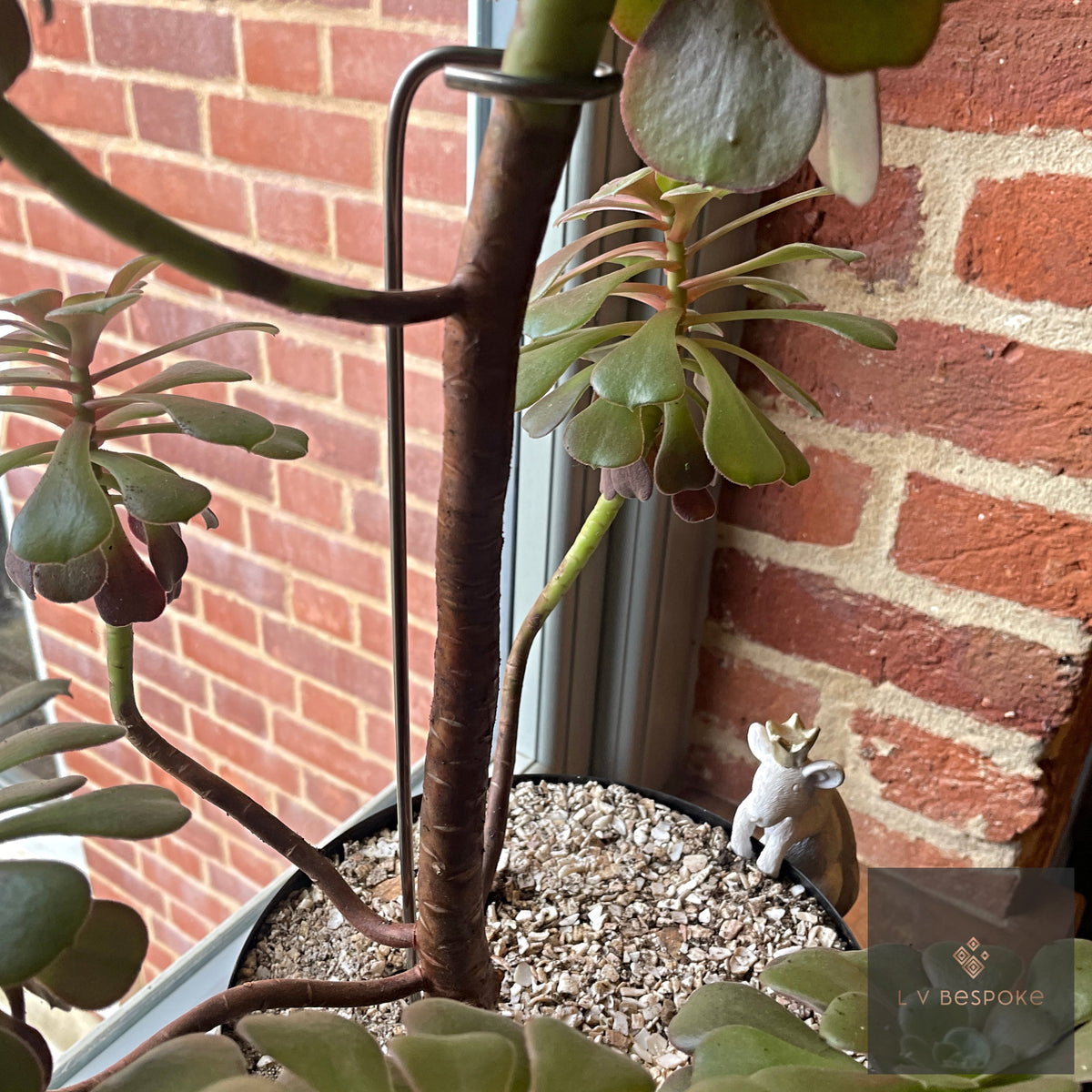 Aeonium Stem Plant Support
