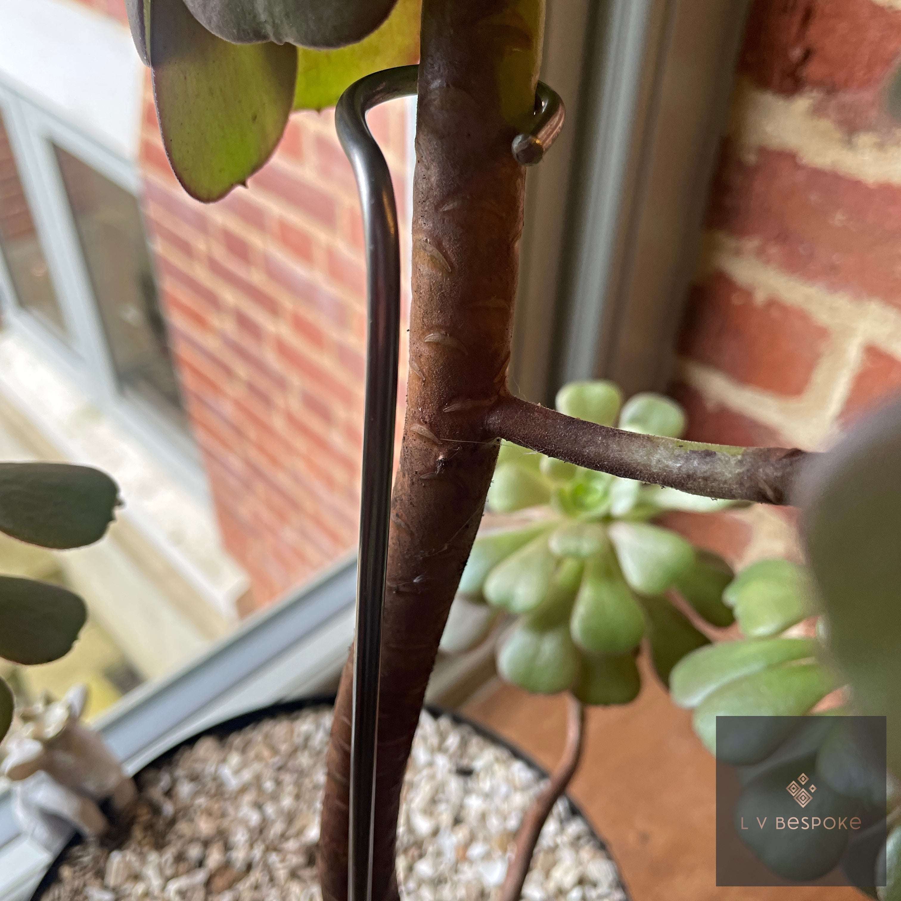 Aeonium Stem Plant Support