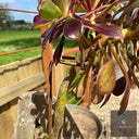 Aeonium Stem Plant Support