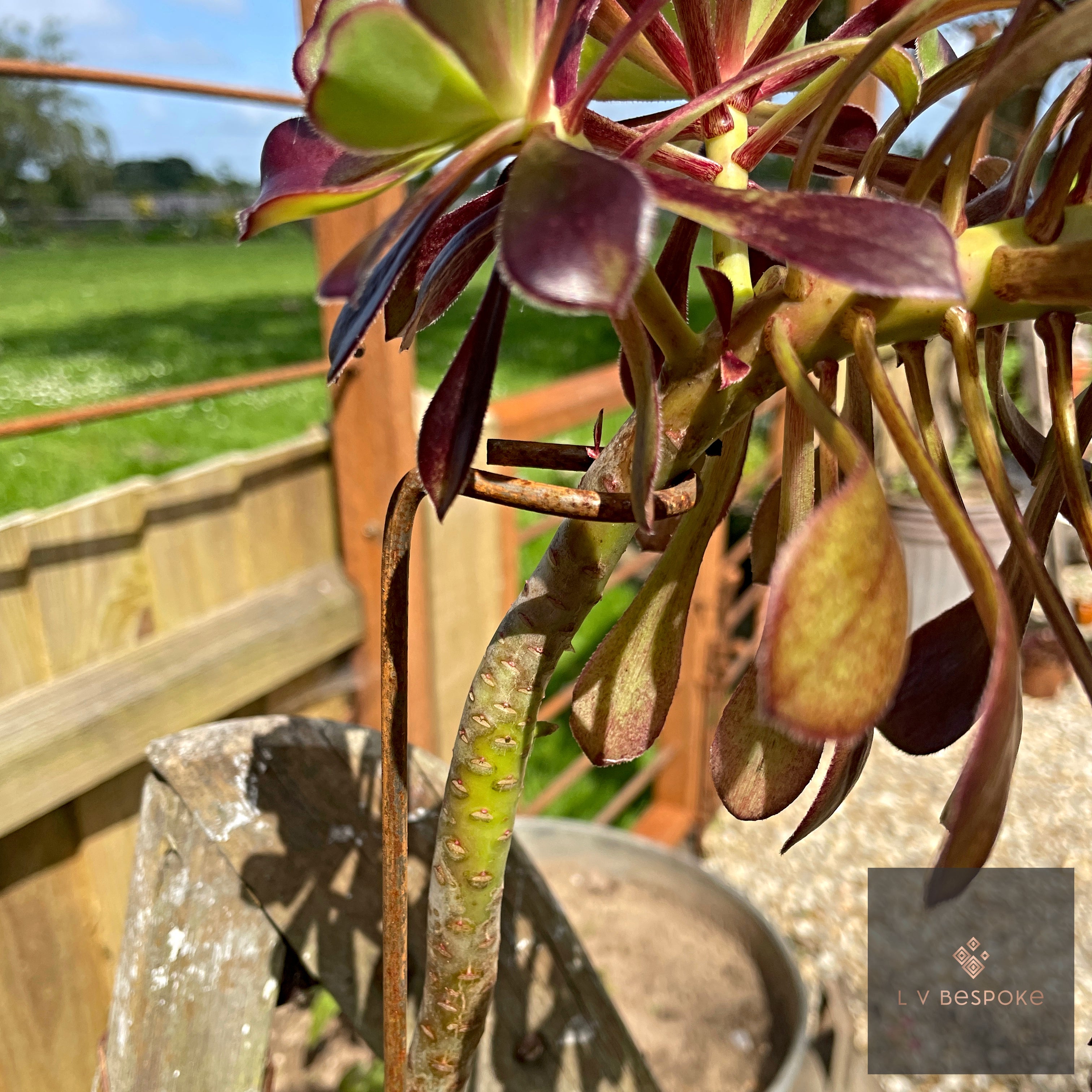 Aeonium Stem Plant Support
