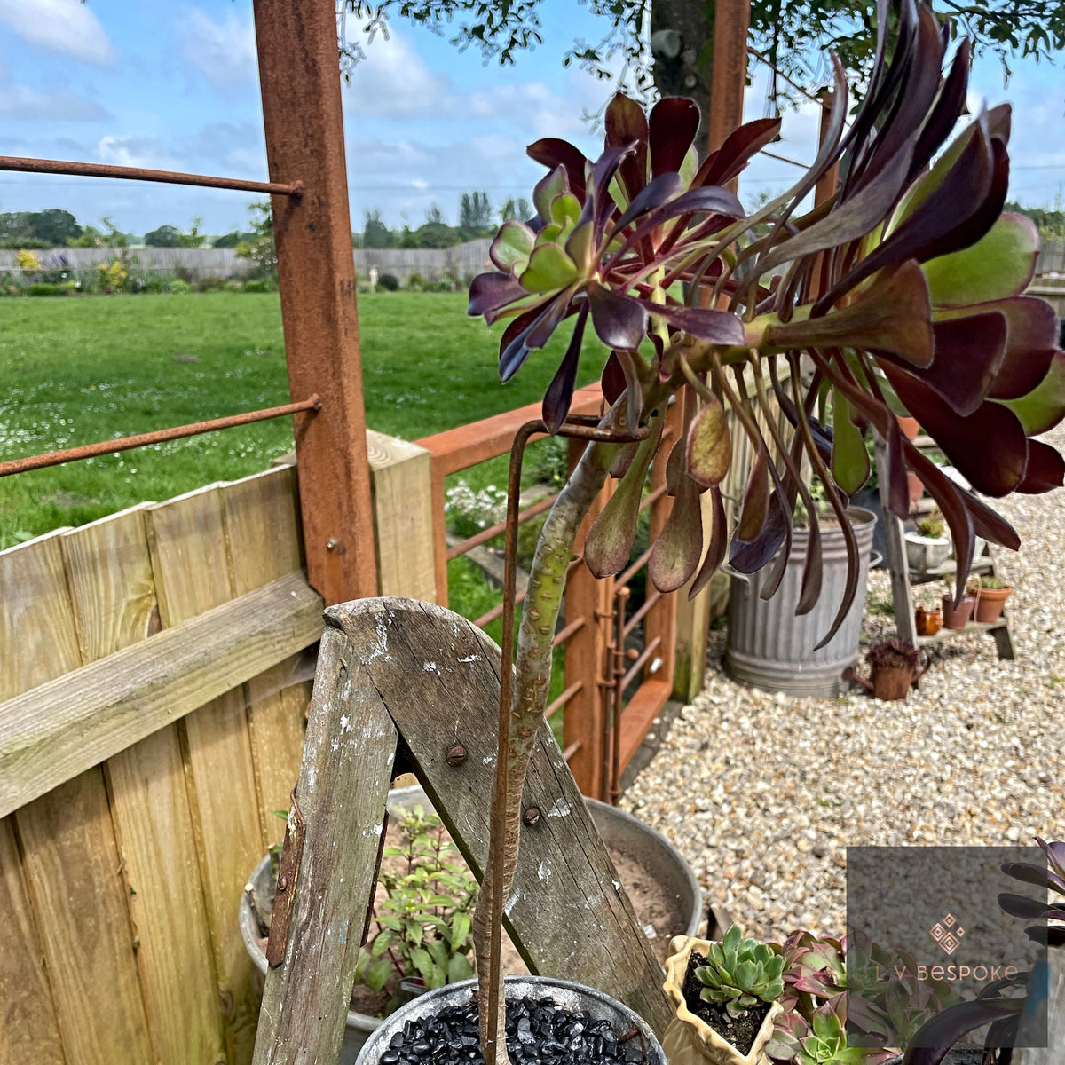 Aeonium Stem Plant Support