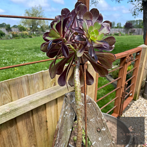 Close-up of the welded steel ring on the Aeonium support, showing the raw steel finish