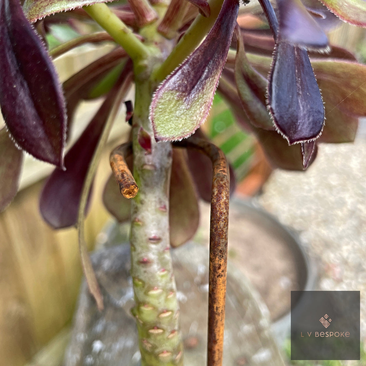 Aeonium plant supported by LV Bespoke steel stake, ring holding the stem upright