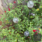 Cluster of 3 Glass Garden Feature