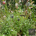 Cluster of 3 Glass Garden Feature