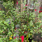 Cluster of 3 Glass Garden Feature