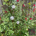 Cluster of 3 Glass Garden Feature
