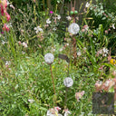Cluster of 3 Glass Garden Feature