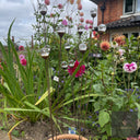 Cluster of 3 Glass Garden Feature