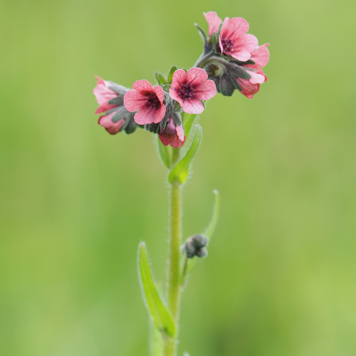 Cynoglossum hungaricum – green stem topped with small pinkish-red flowers