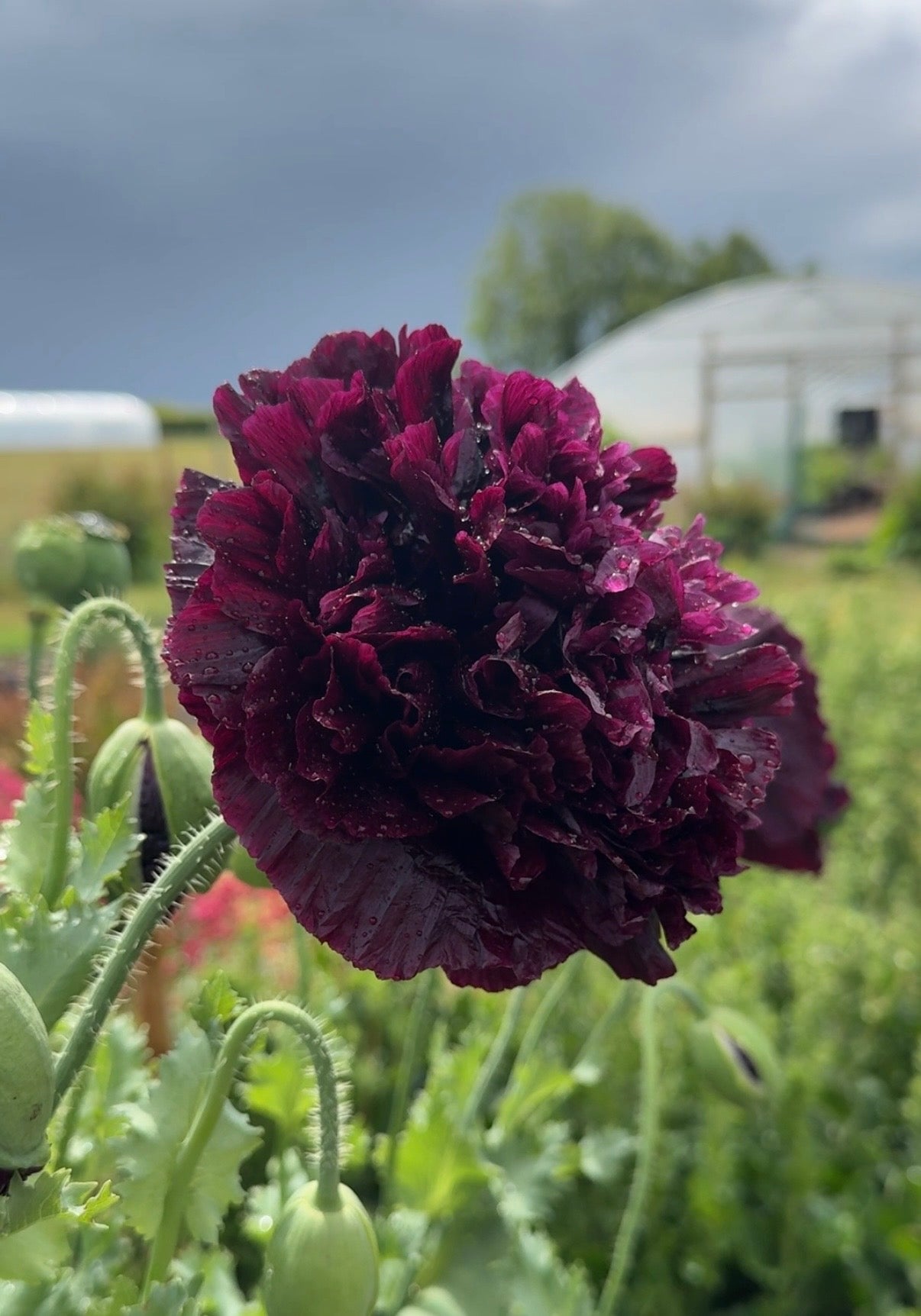 A close-up of a ruffled, deep burgundy Poppy Black Peony flower by Bishy Barnabees Cottage Garden, with water droplets on its petals, green leaves and unopened buds nearby, set against a blurred cloudy sky and greenhouse background.