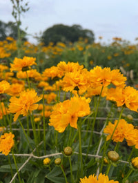 Coreopsis Early Sunrise by Bishy Barnabees Cottage Garden Ltd features bright golden-yellow perennial blooms on green stems and leaves—ideal drought-tolerant seeds for lush fields under variable skies.
