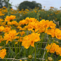 Coreopsis Early Sunrise by Bishy Barnabees Cottage Garden Ltd features bright golden-yellow perennial blooms on green stems and leaves—ideal drought-tolerant seeds for lush fields under variable skies.