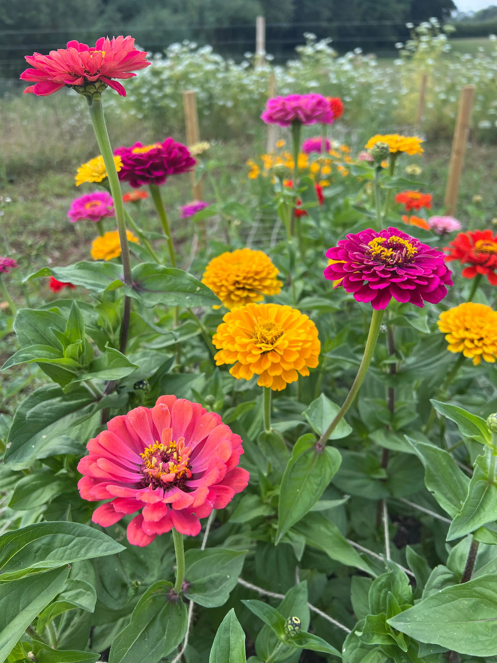 Zinnia Giants of California (Zinnia elegans) – pink, yellow and orange blooms with green leaves