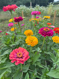 Zinnia Giants of California (Zinnia elegans) – pink, yellow and orange blooms with green leaves