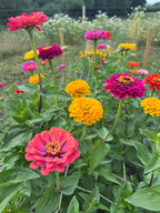 Zinnia Giants of California (Zinnia elegans) – pink, yellow and orange blooms with green leaves