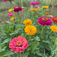Bishy Barnabees Cottage Garden’s Zinnia Giants of California produce vibrant pink, yellow, and orange blooms with lush green leaves—ideal florist-quality flowers for stunning cut arrangements in your garden.