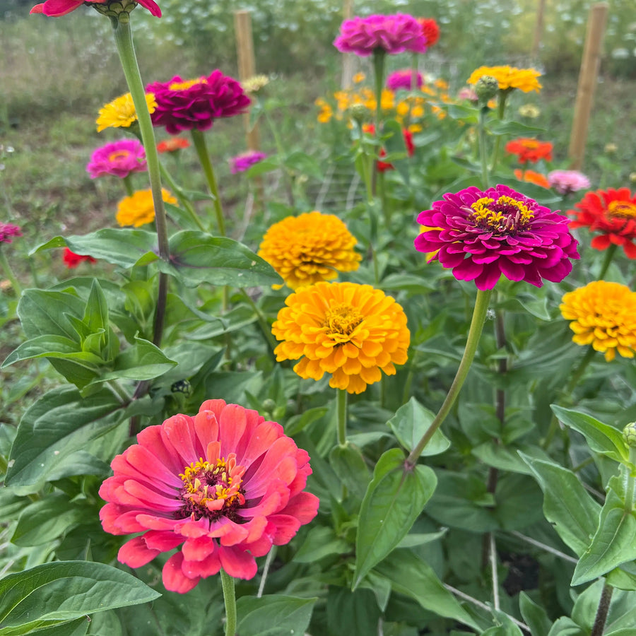 Bishy Barnabees Cottage Garden’s Zinnia Giants of California produce vibrant pink, yellow, and orange blooms with lush green leaves—ideal florist-quality flowers for stunning cut arrangements in your garden.