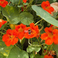 A bee hovers above bright orange blooms grown from Bishy Barnabees Cottage Garden’s Nasturtium Tom Thumb seeds, surrounded by lush green leaves in a sunlit garden.