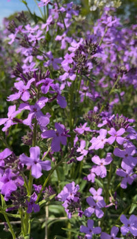 Clusters of vibrant purple Hesperis Purple (Sweet Rocket) flowers by Bishy Barnabees Cottage Garden bloom brightly, with green stems and leaves under sunlight. More blossoms and a hint of blue sky appear in the background.