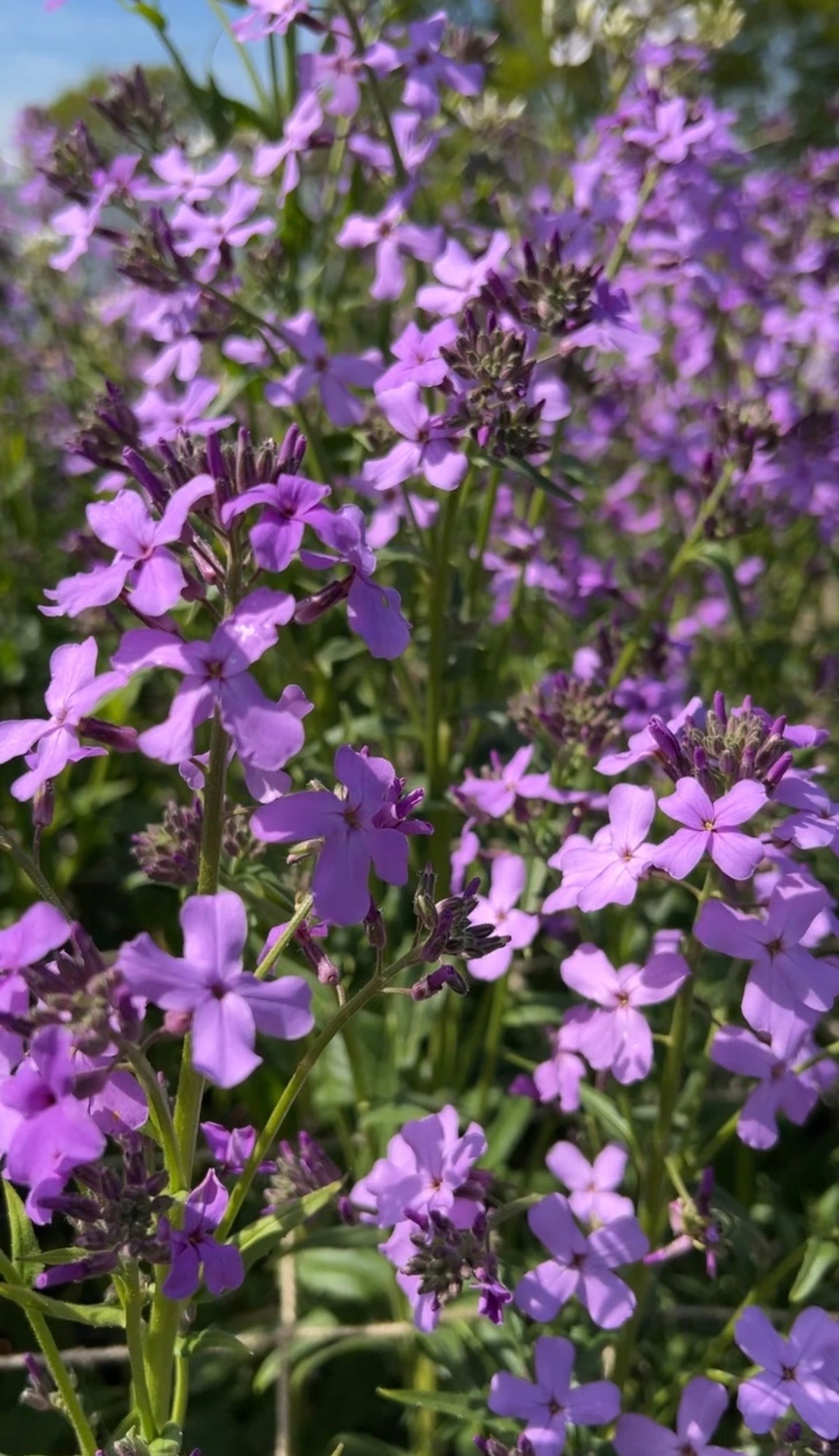 Clusters of vibrant purple Hesperis Purple (Sweet Rocket) flowers by Bishy Barnabees Cottage Garden bloom brightly, with green stems and leaves under sunlight. More blossoms and a hint of blue sky appear in the background.