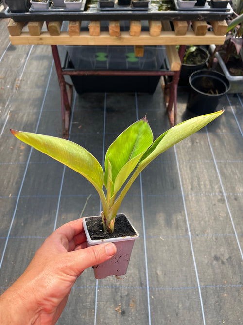 Ensete Hiniba small