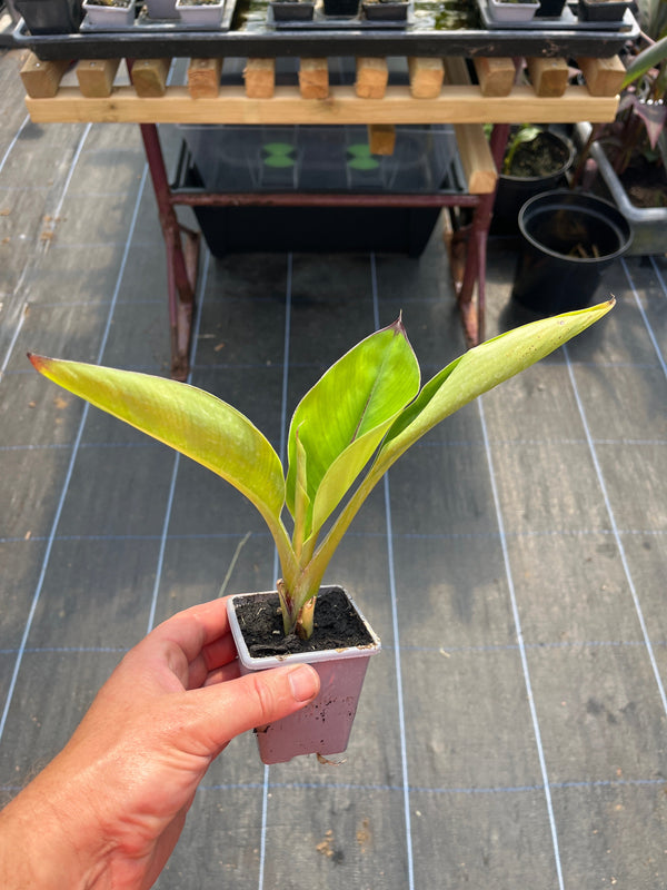Ensete Hiniba small