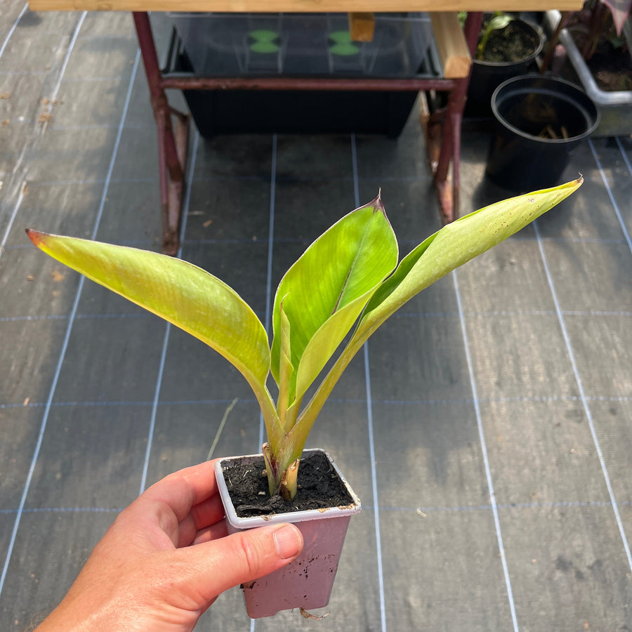 Ensete Hiniba small