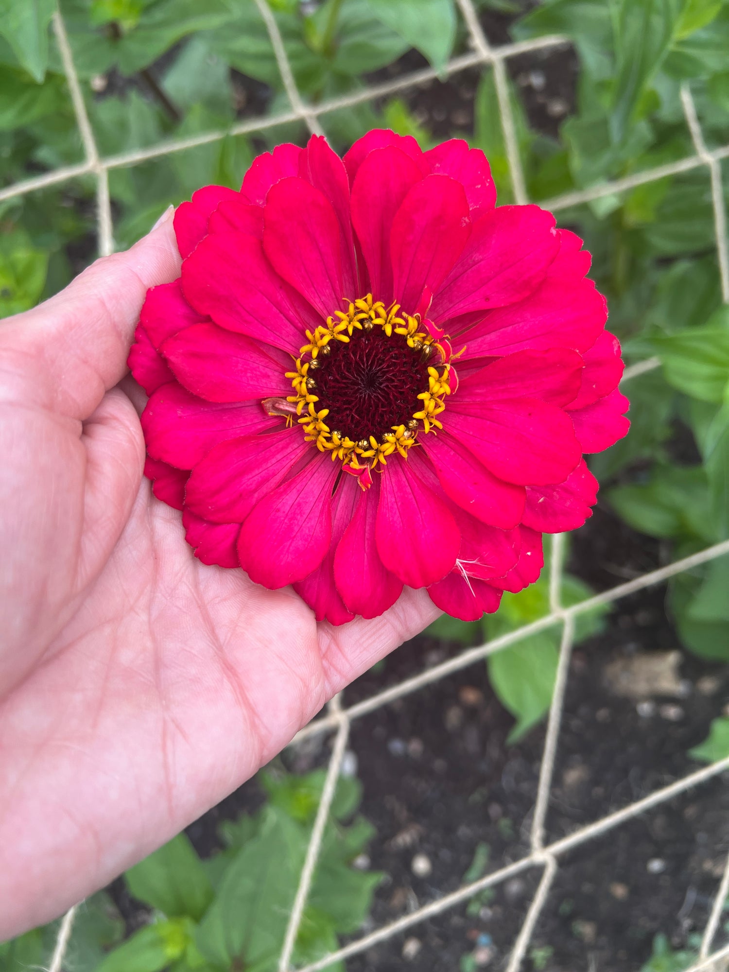 Zinnia Giants of California