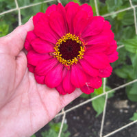 A hand holds a vibrant Zinnia Giants of California bloom from Bishy Barnabees Cottage Garden, featuring a bright pink flower with yellow center accents—ideal for gardeners growing cutting patch flowers.