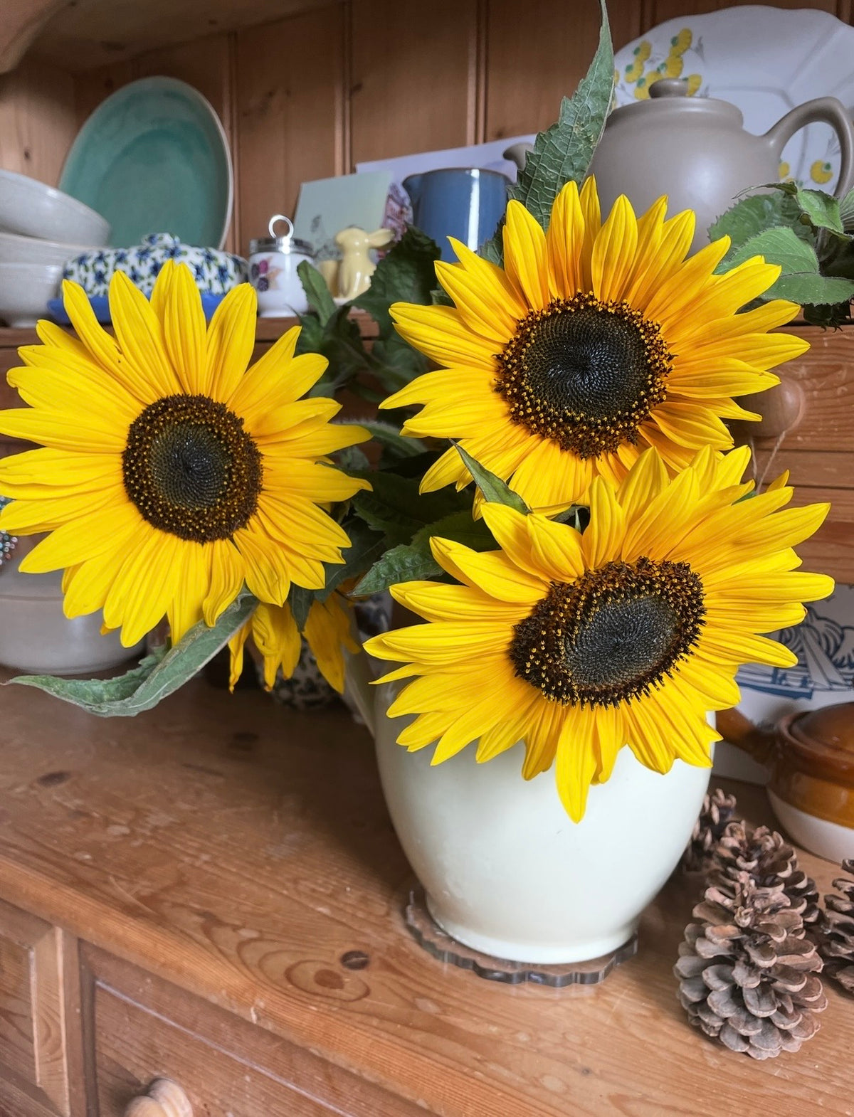 Four Sunflower Waooh! blooms in a vase among ceramic dishes and a pinecone