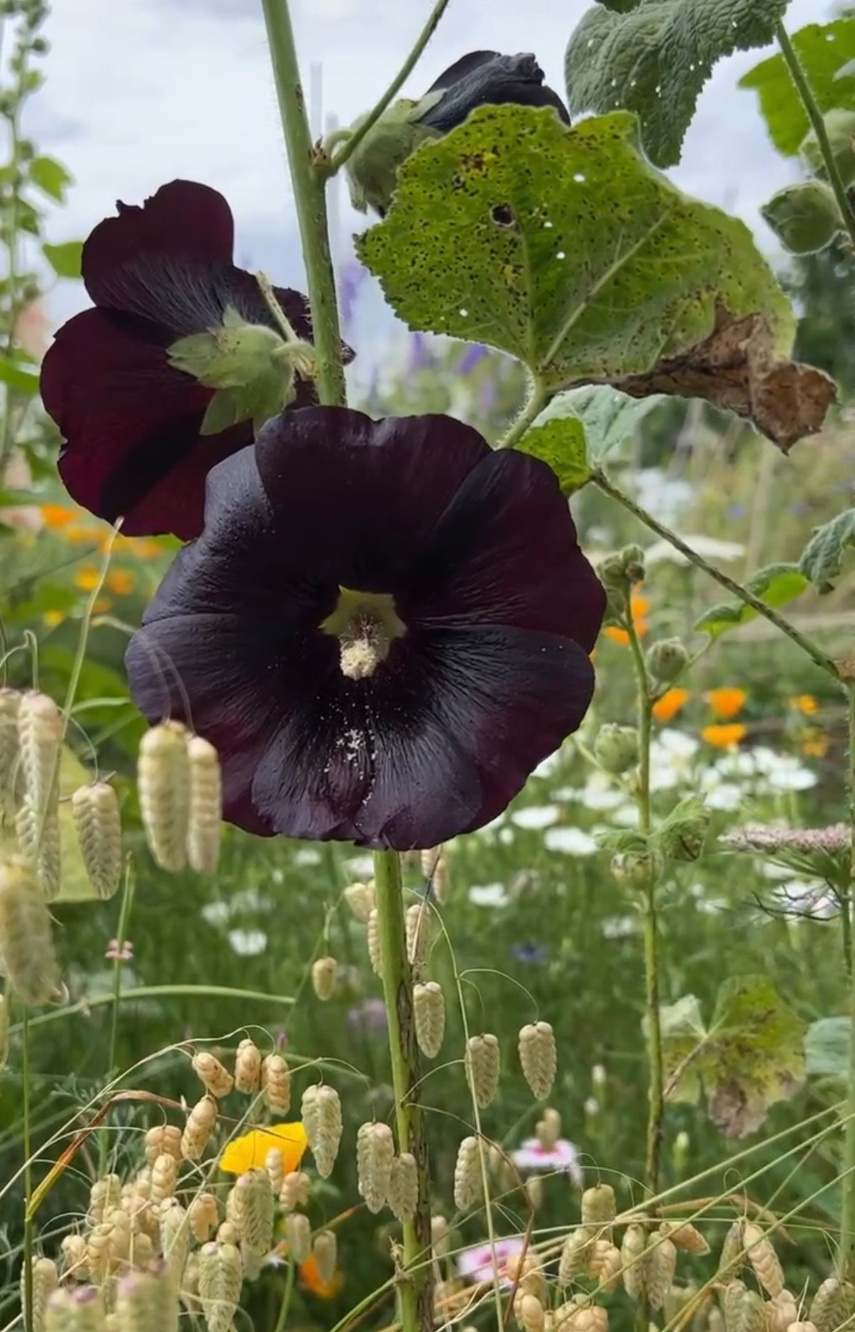 Hollyhock Nigra by Bishy Barnabees Cottage Garden features deep purple-black blooms with pale centers, standing out among green leaves—ideal for adding striking gothic beauty to your garden landscape.