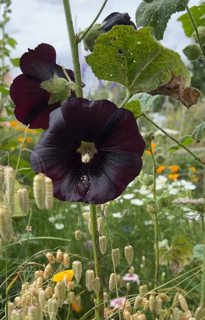 Hollyhock Nigra by Bishy Barnabees Cottage Garden features deep purple-black blooms with pale centers, standing out among green leaves—ideal for adding striking gothic beauty to your garden landscape.