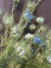 Dried Nigella Flowers