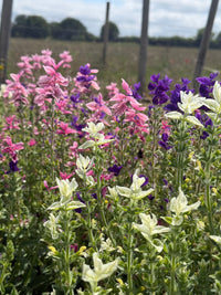 Clary Sage Crown Bouquet Mixed