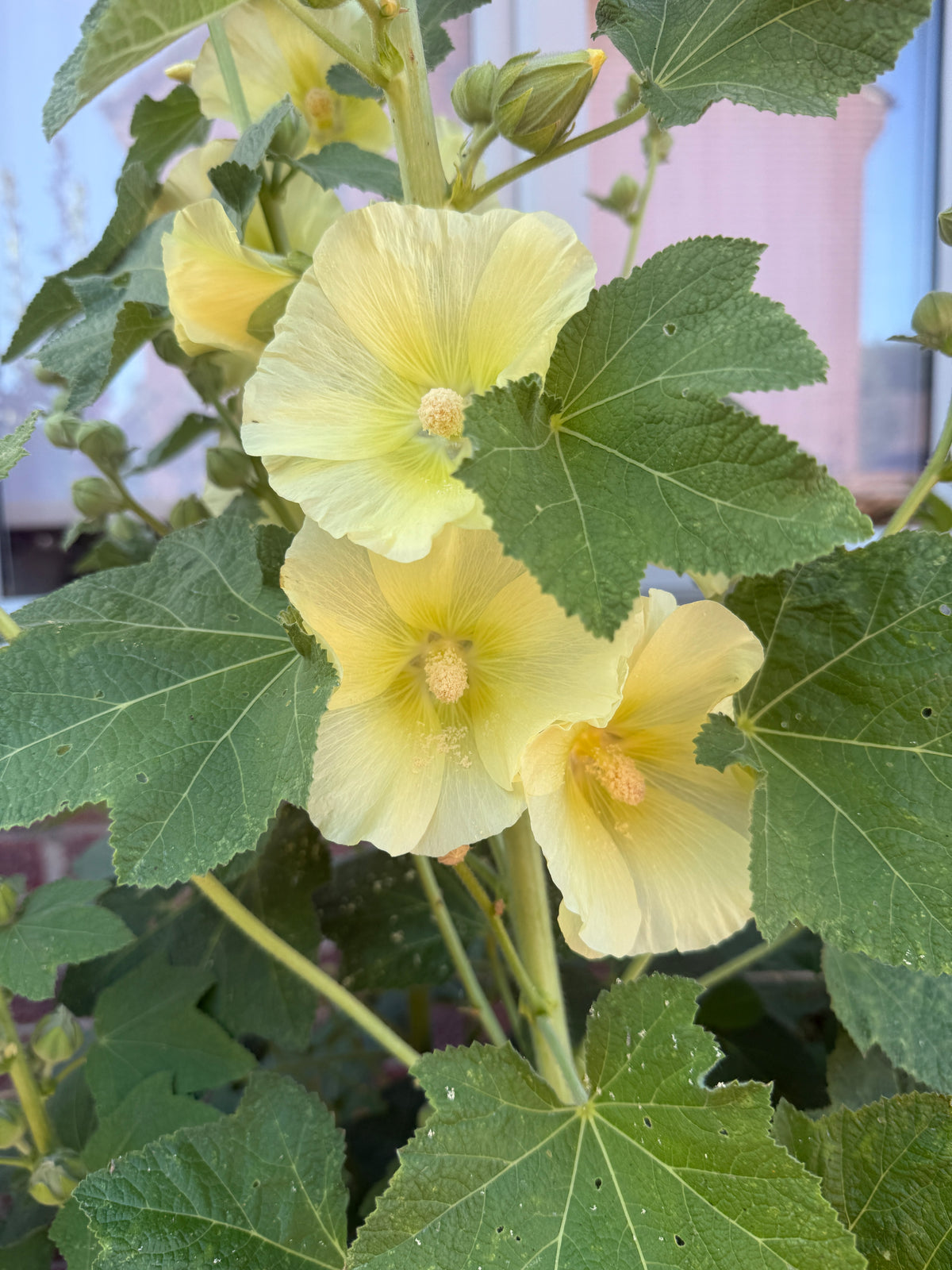 Hollyhock Bishy Barnabee Mix