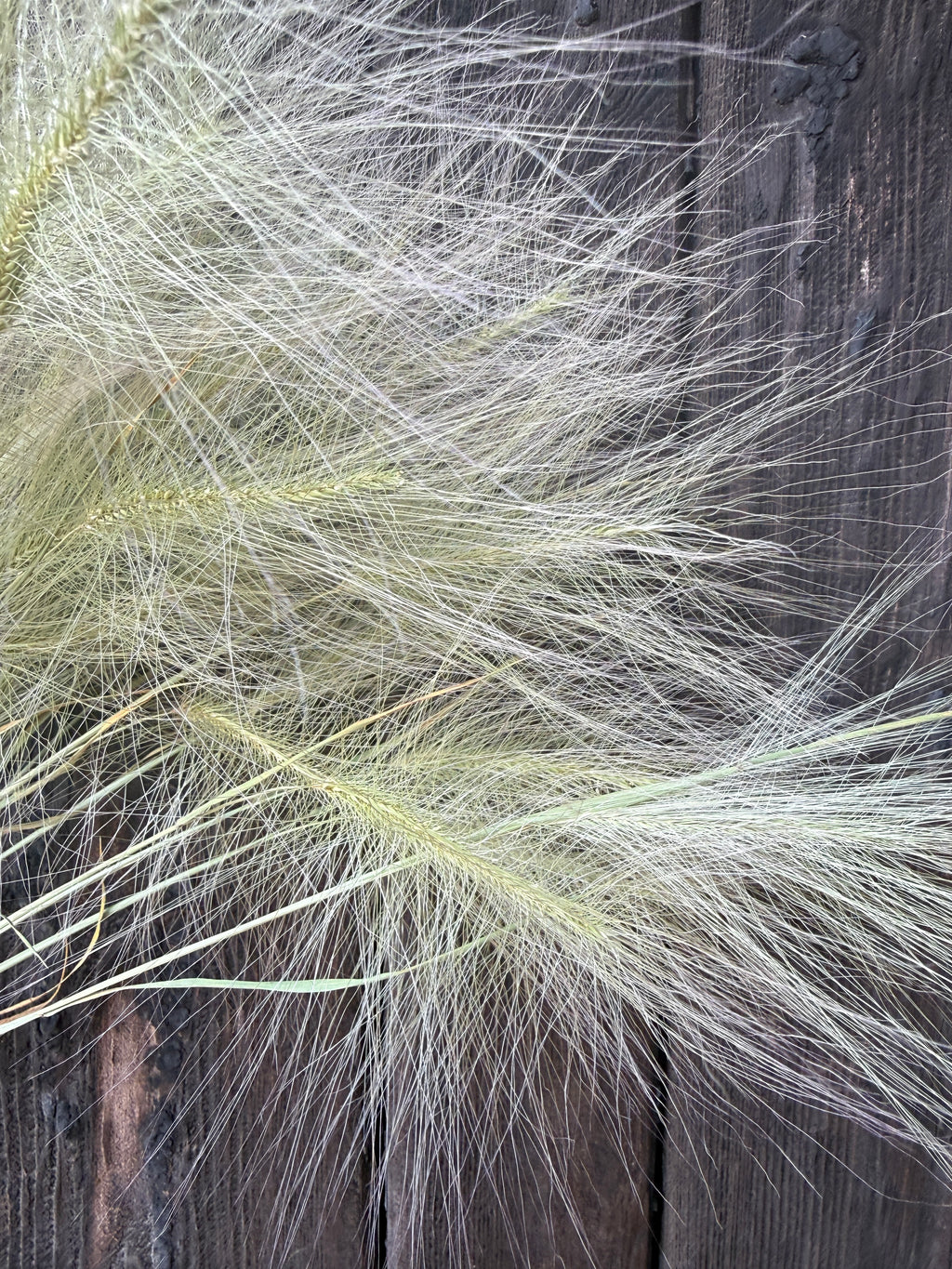 Hordeum Jubatum Dried | Foxtail Barley | Norfolk Grown
