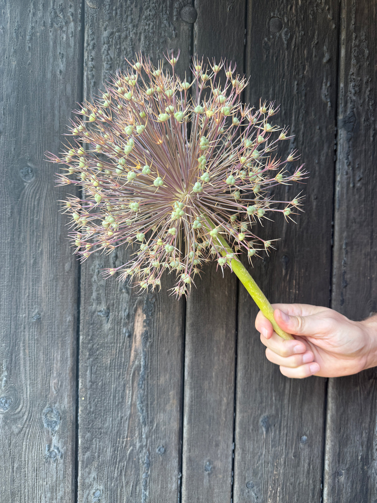 Allium Short Stem (Giant) | Norfolk Statement Head 25cm