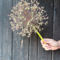 Allium (Giant)