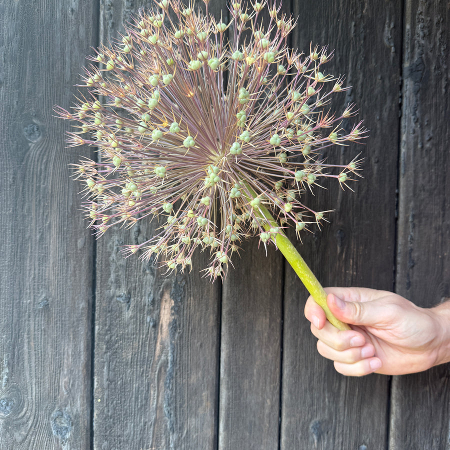 Allium (Giant)