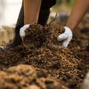 A person wearing white gloves holds soil mixed with Dandy's Topsoil & Landscape Supplies Compost AutumnMix Garden Mulch in a garden bed.