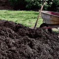 A large pile of Dandy's Topsoil & Landscape Supplies Compost AutumnMix Garden Mulch sits in a yard near a pink wheelbarrow and shovel, with green grass and bushes in the background.