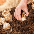 A hand plants a flower bulb in dark soil enriched with Dandy's Topsoil & Landscape Supplies' Compost AutumnMix Garden Mulch, while other bulbs rest nearby on the surface. The slightly blurred background hints at an outdoor garden setting.
