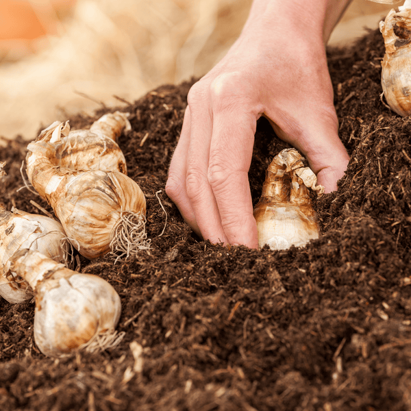 A hand plants a flower bulb in dark soil enriched with Dandy's Topsoil & Landscape Supplies' Compost AutumnMix Garden Mulch, while other bulbs rest nearby on the surface. The slightly blurred background hints at an outdoor garden setting.