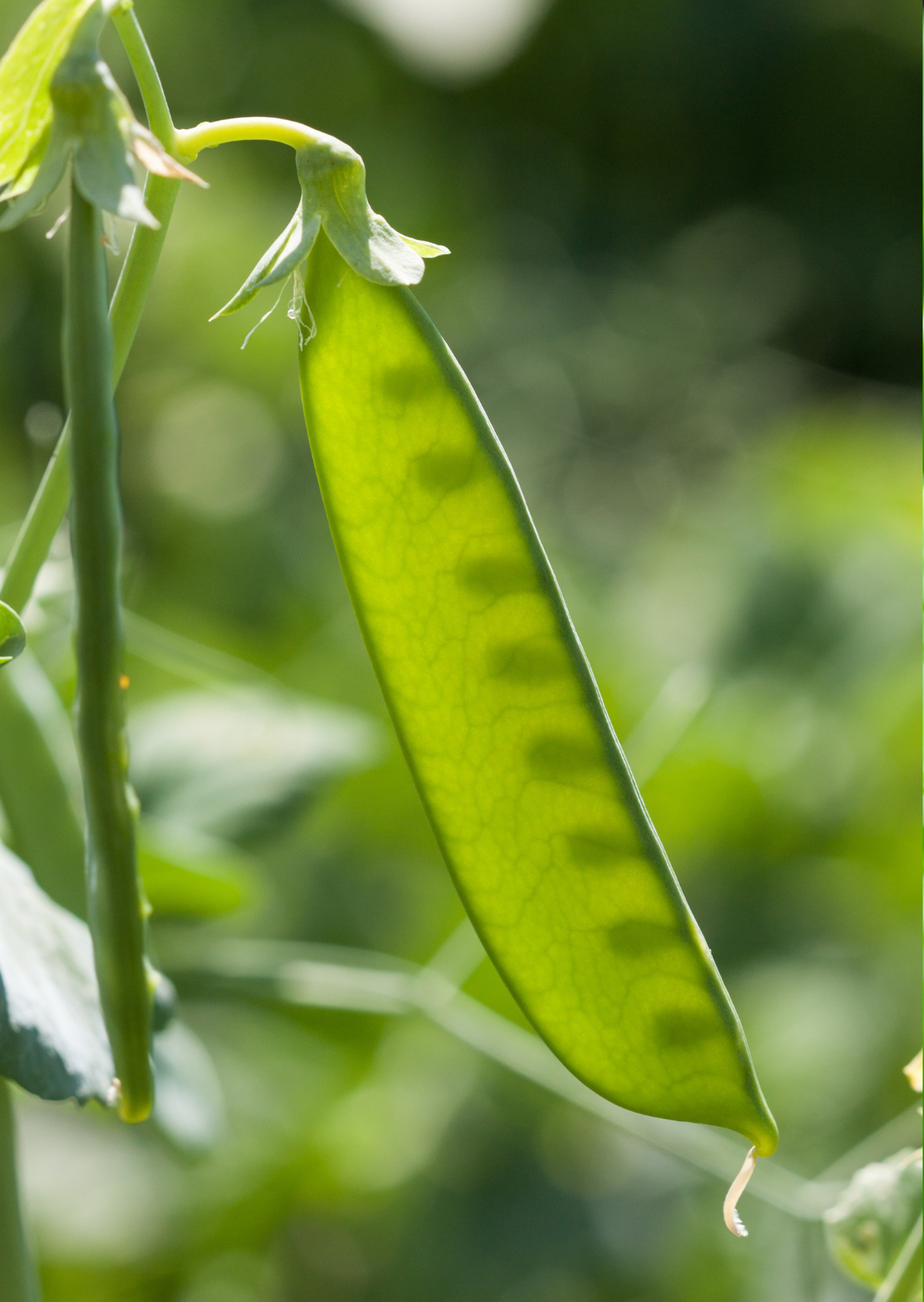 Pea Mangetout Carouby de Maussane