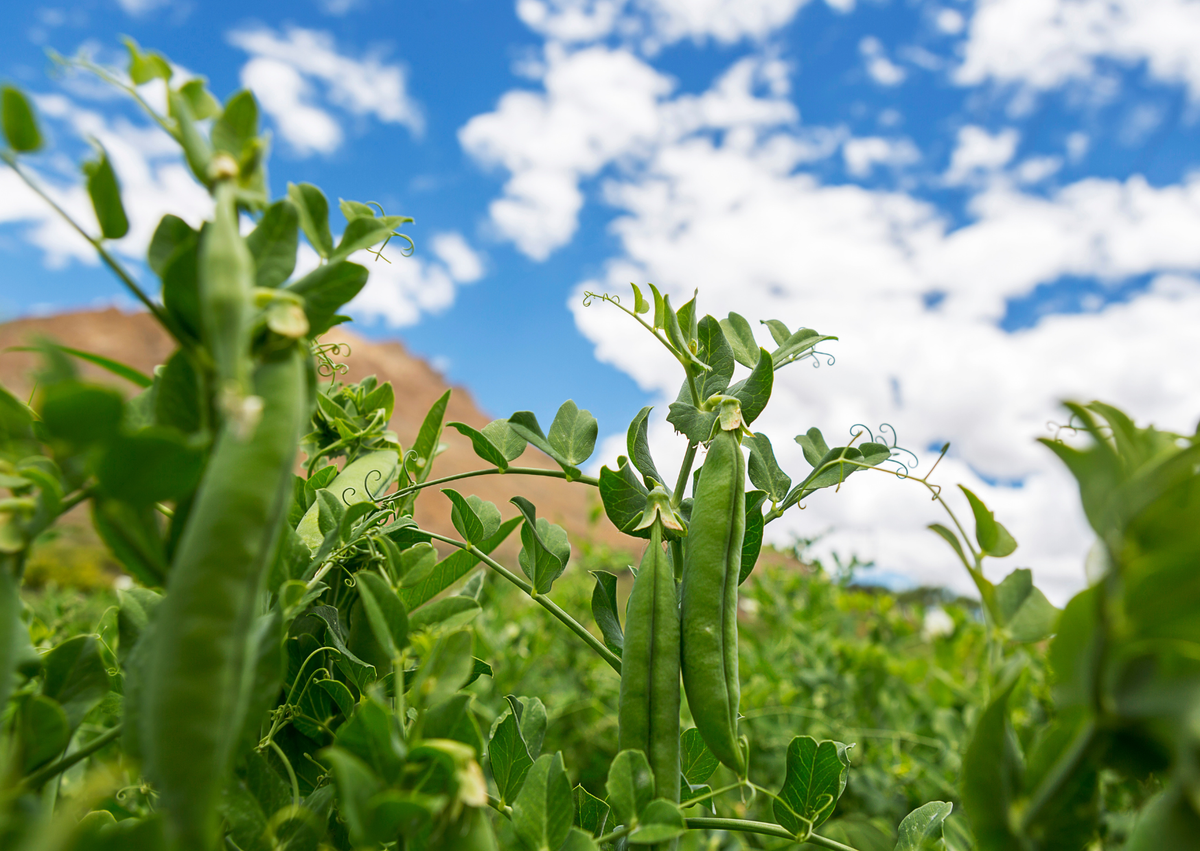 Pea 'Hurst Greenshaft'