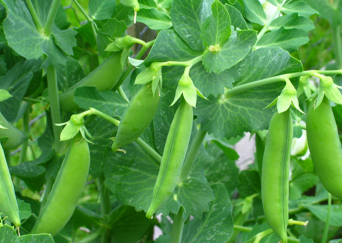 Green pea pods hanging from a pea plant with lush green leaves in a garden setting.