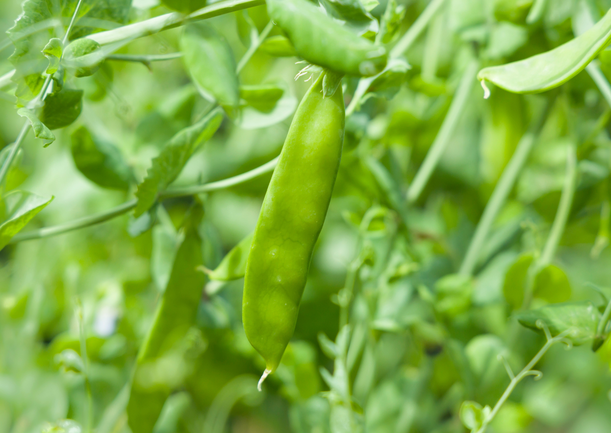 Pea Mangetout Carouby de Maussane