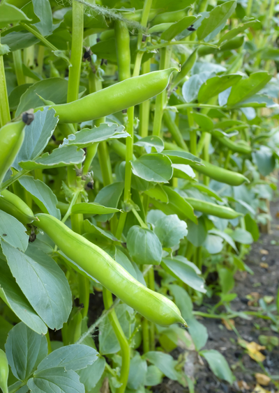 Broad Bean Aquadulce Claudia – long green pods hanging on upright plants